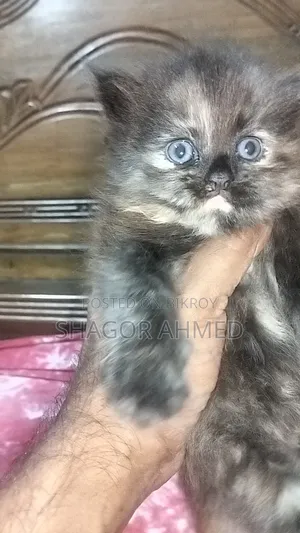 1-3 Months Male Mixed Breed Persian