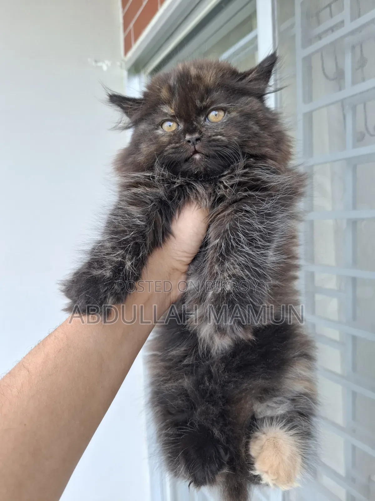 1-3 Months Male Purebred Persian