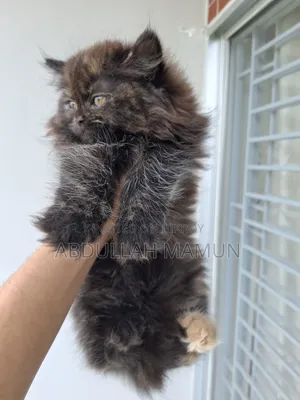 1-3 Months Male Purebred Persian