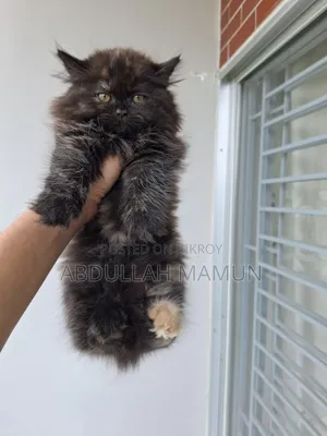 1-3 Months Male Purebred Persian