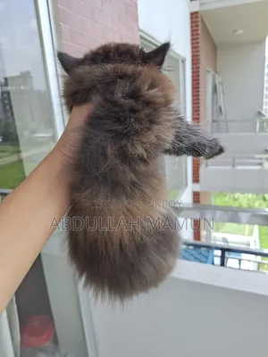 1-3 Months Male Purebred Persian