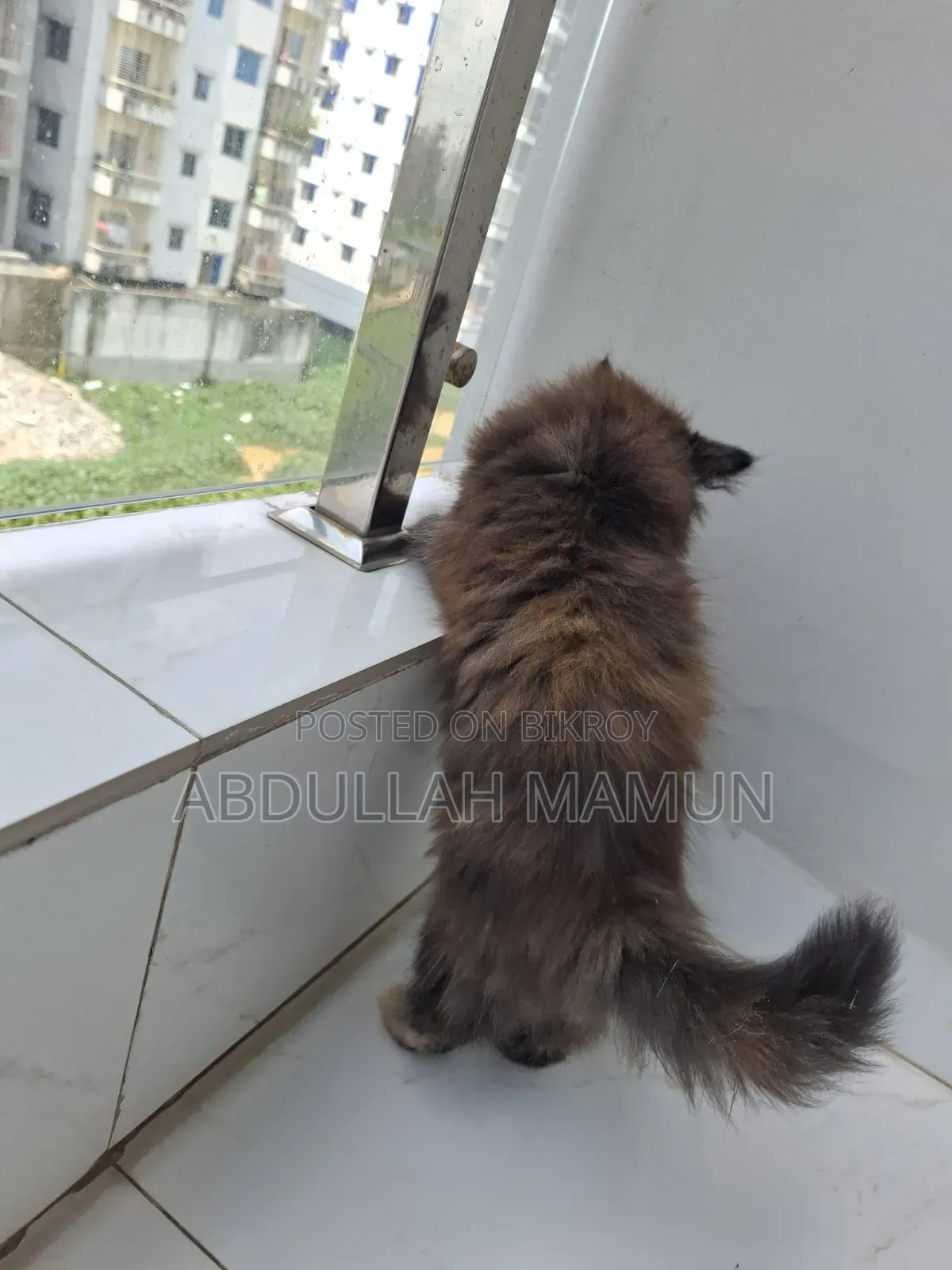 1-3 Months Male Purebred Persian