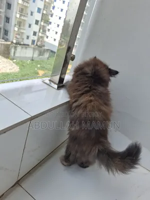 1-3 Months Male Purebred Persian