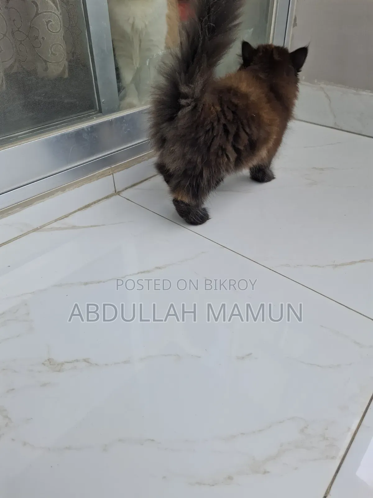 1-3 Months Male Purebred Persian