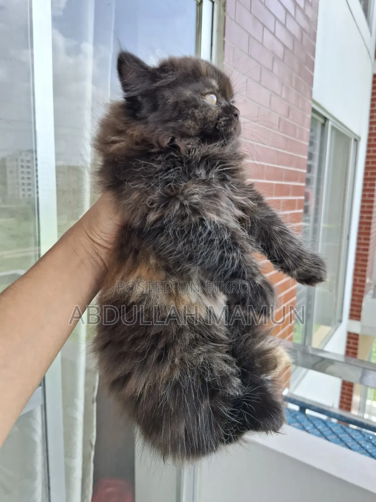 1-3 Months Male Purebred Persian
