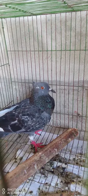 Jalali Pigeon