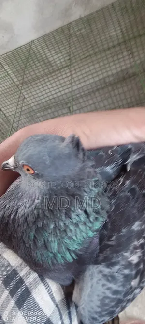 Jalali Pigeon