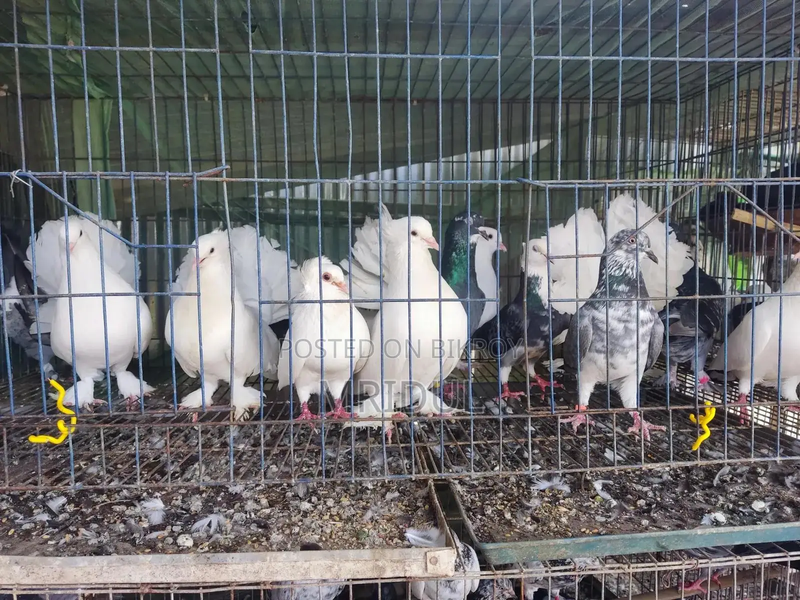 Sale of various breeds of pigeons