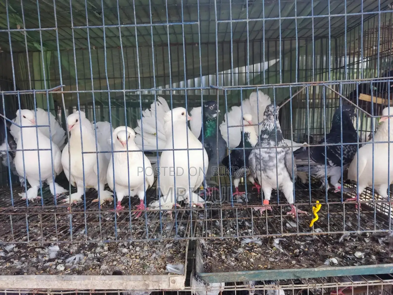 Sale of various breeds of pigeons