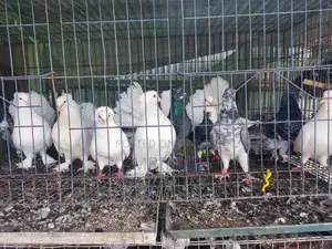 Sale of various breeds of pigeons