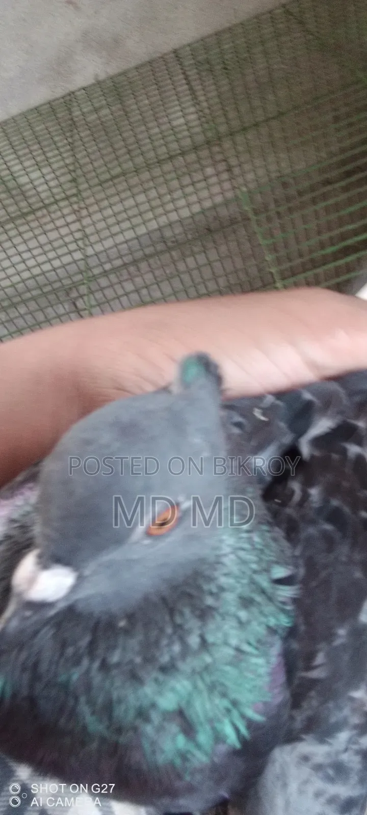 Jalali Pigeon