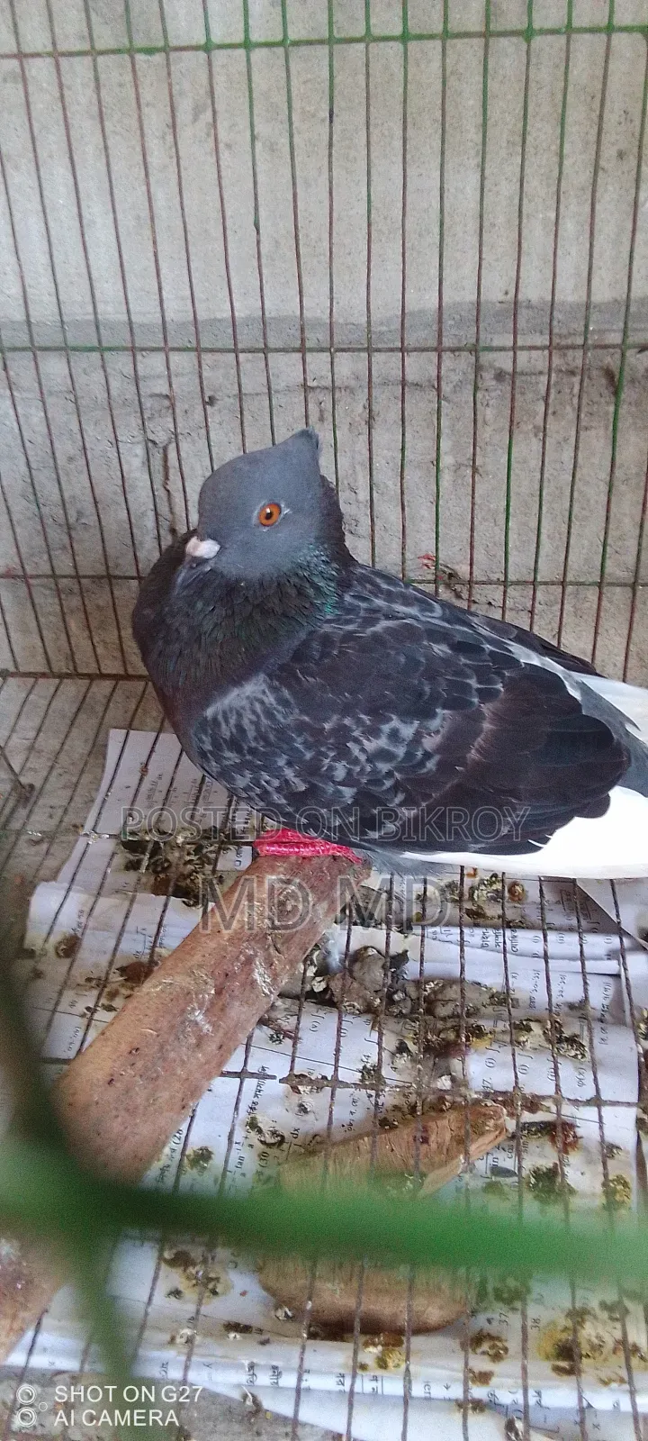 Jalali Pigeon
