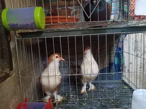 New Adult Siraji Pigeon