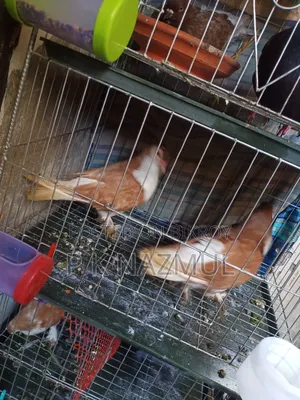 New Adult Siraji Pigeon