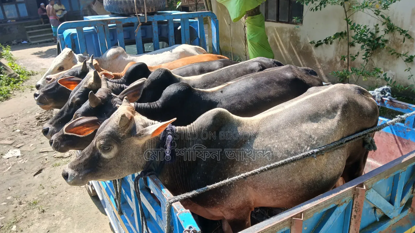 6 Cows in one lot