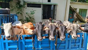 6 Cows in one lot