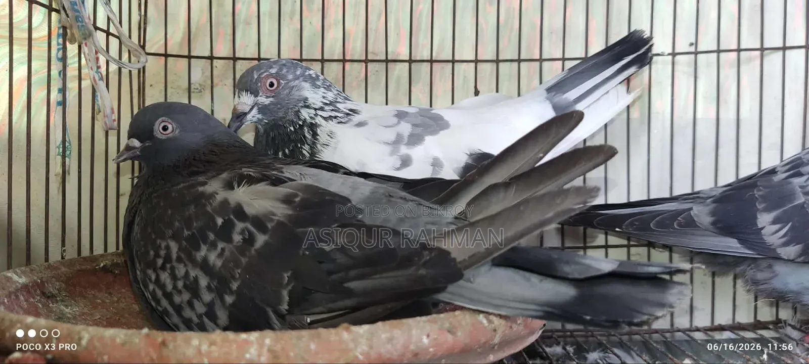 Sabji Pigeon