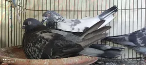 Sabji Pigeon