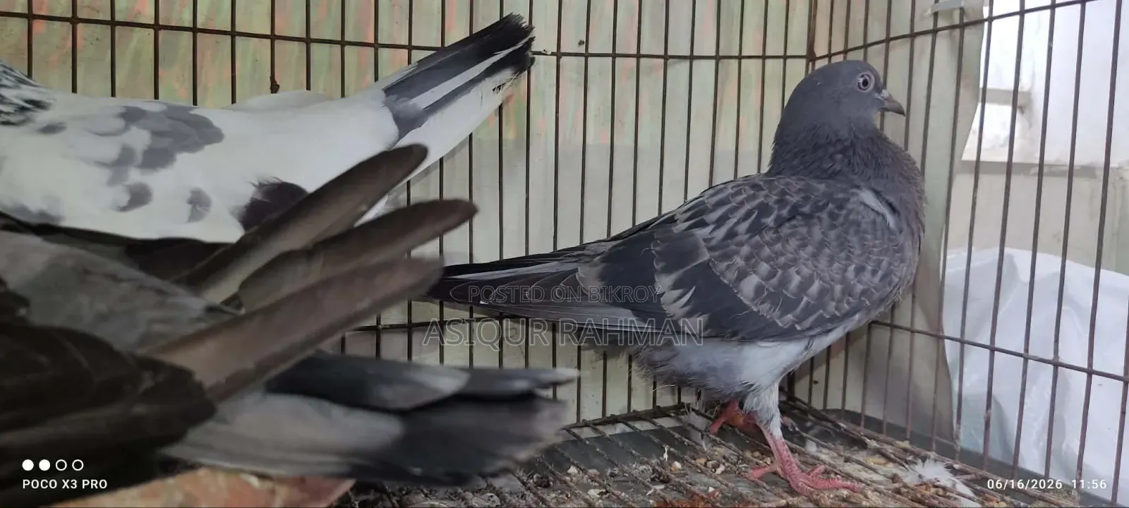 Sabji Pigeon