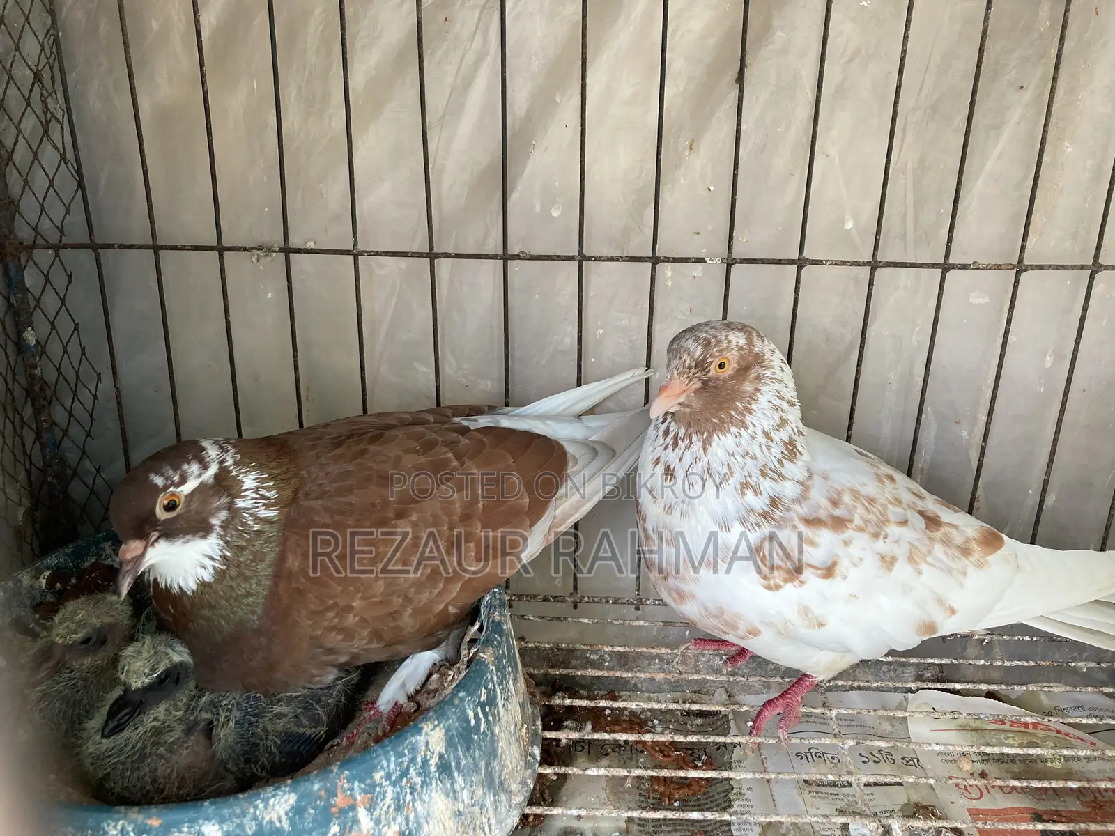 Two pairs of high-quality egg-laying pigeons for sale