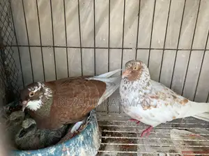 Two pairs of high-quality egg-laying pigeons for sale