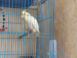 Cockatiel Master Pair With Lutino Baby
