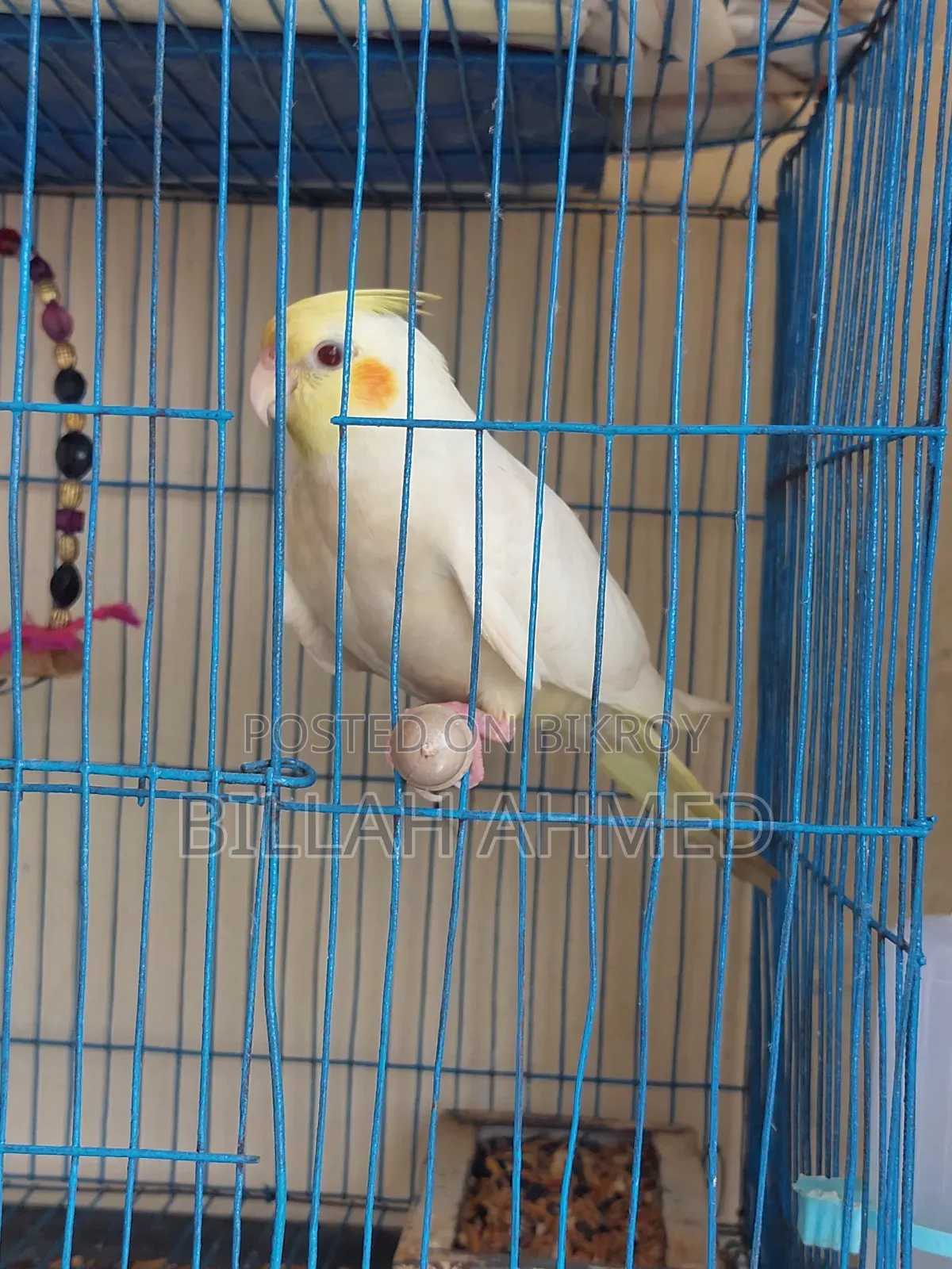 Cockatiel Master Pair With Lutino Baby