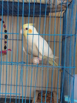 Cockatiel Master Pair With Lutino Baby