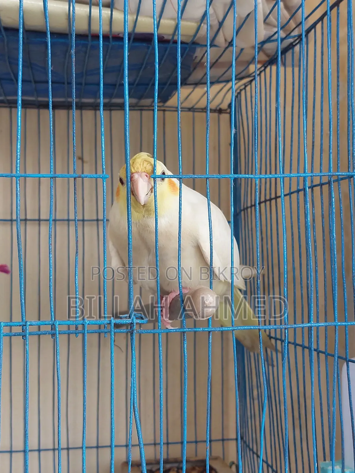 Cockatiel Master Pair With Lutino Baby