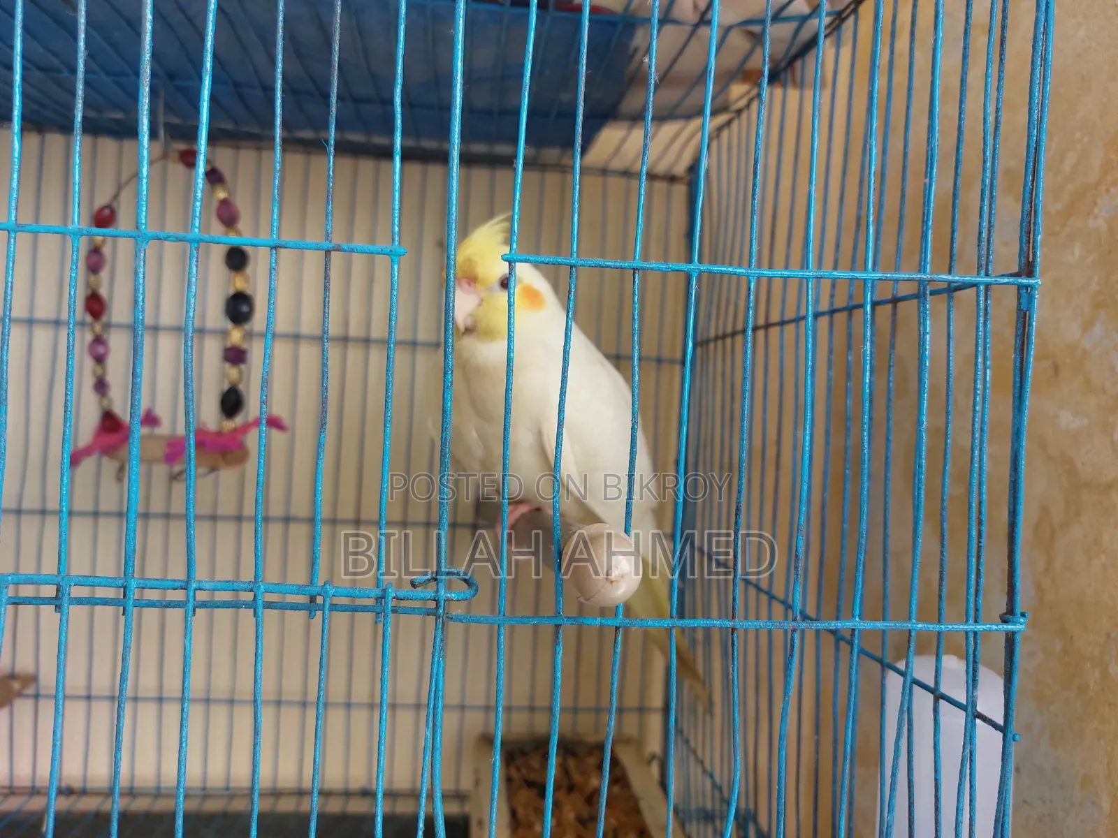 Cockatiel Master Pair With Lutino Baby