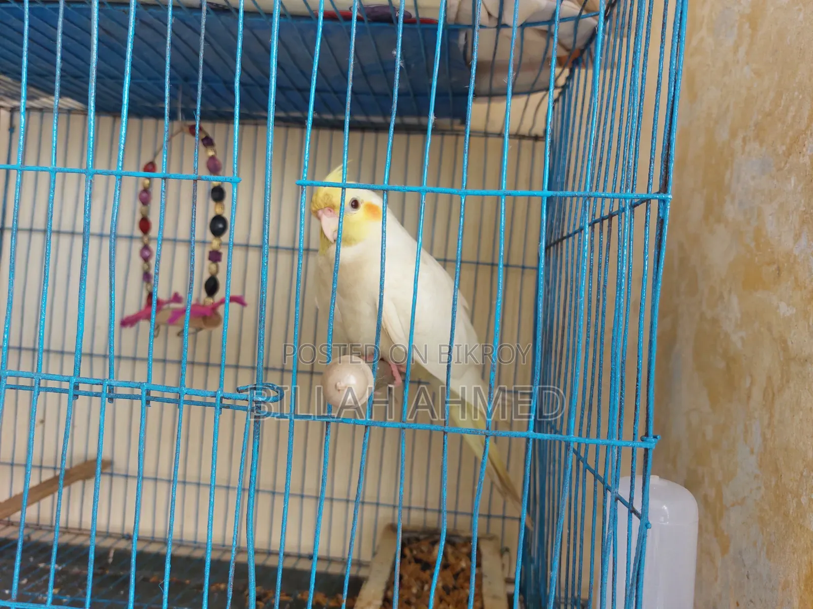 Cockatiel Master Pair With Lutino Baby
