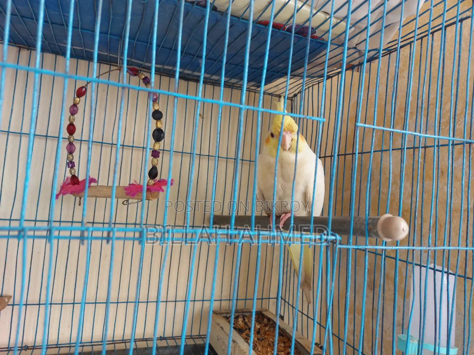 Cockatiel Master Pair With Lutino Baby