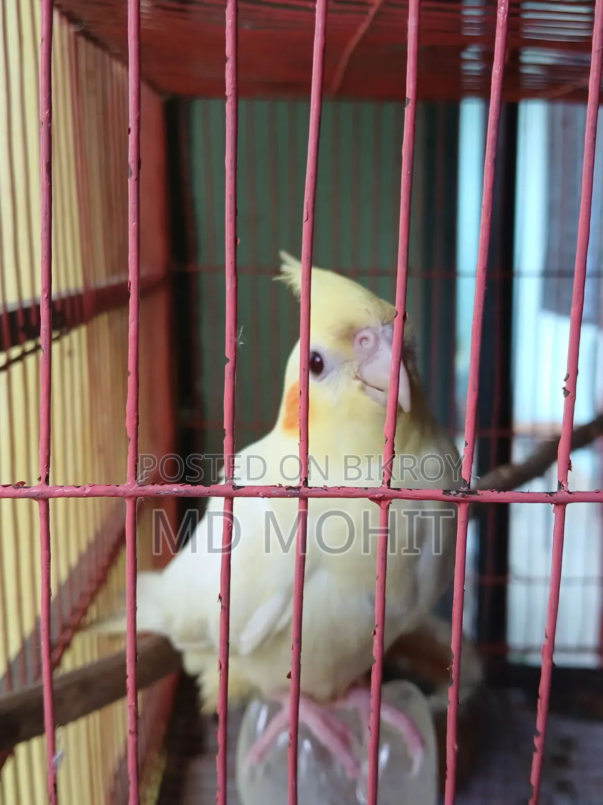 Selling 1 Cockatiel bird