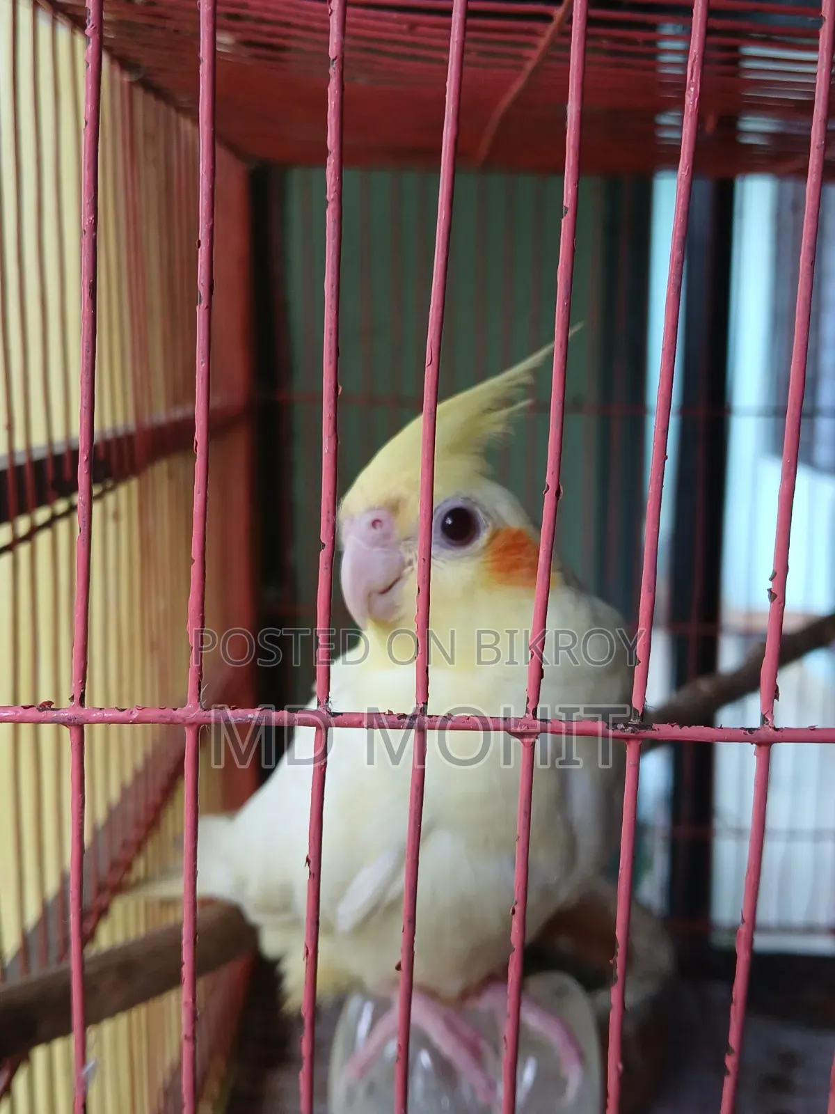 Selling 1 Cockatiel bird