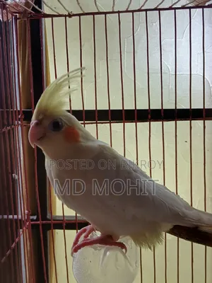 Selling 1 Cockatiel bird