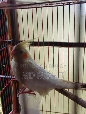 Selling 1 Cockatiel bird
