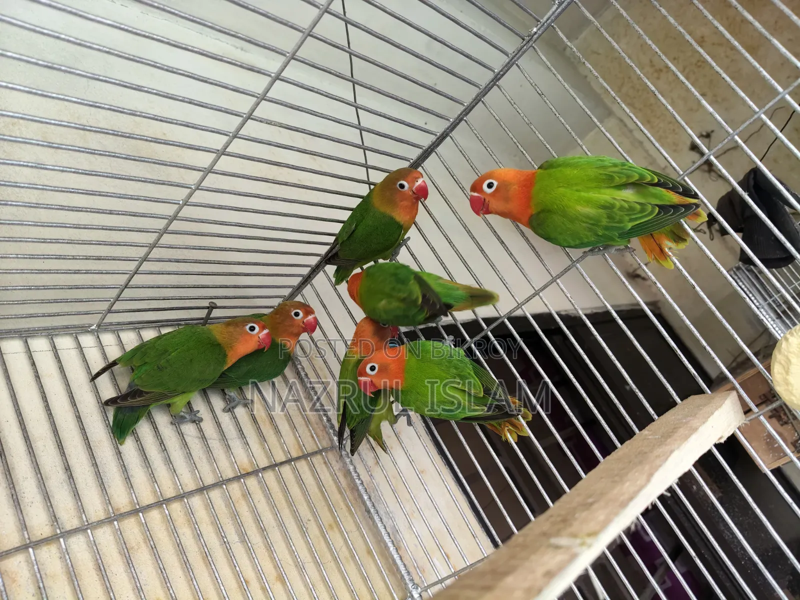 Love Bird for sale