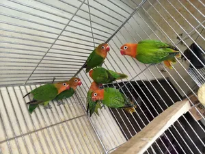 Love Bird for sale