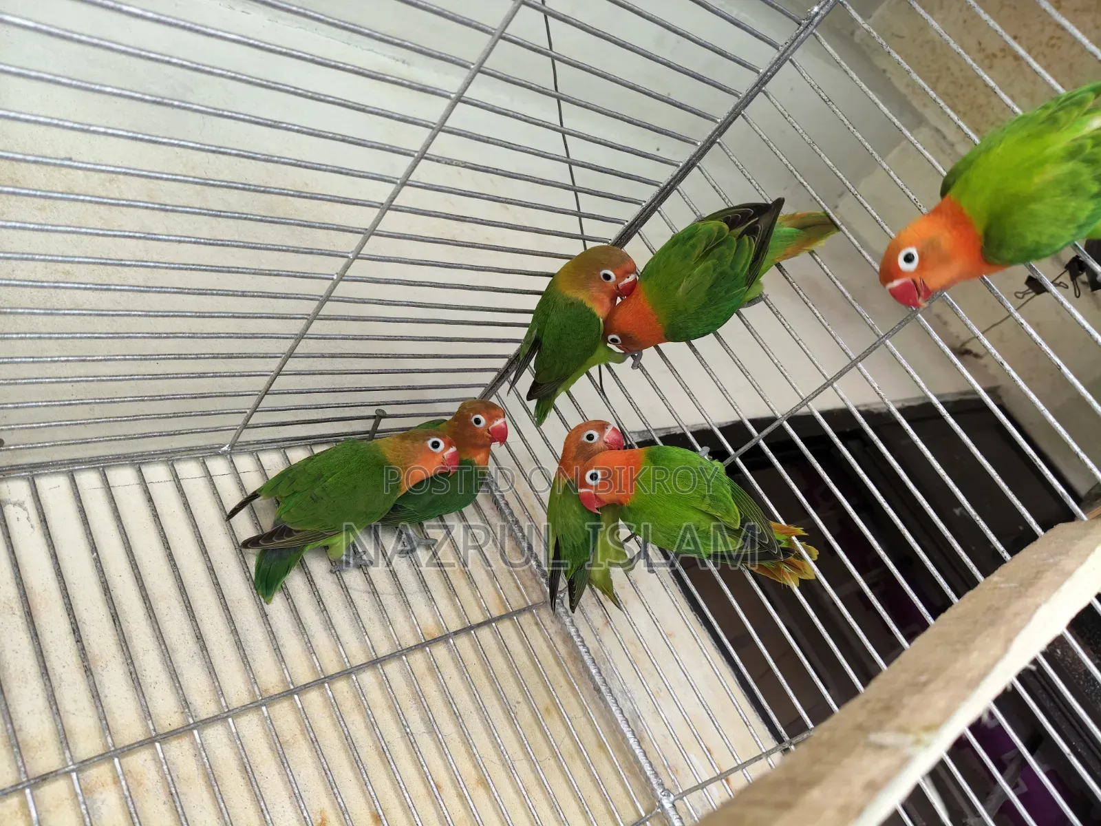 Love Bird for sale