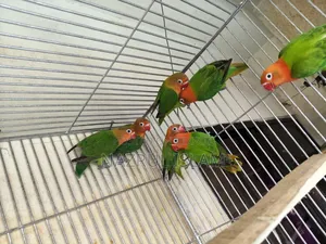 Love Bird for sale