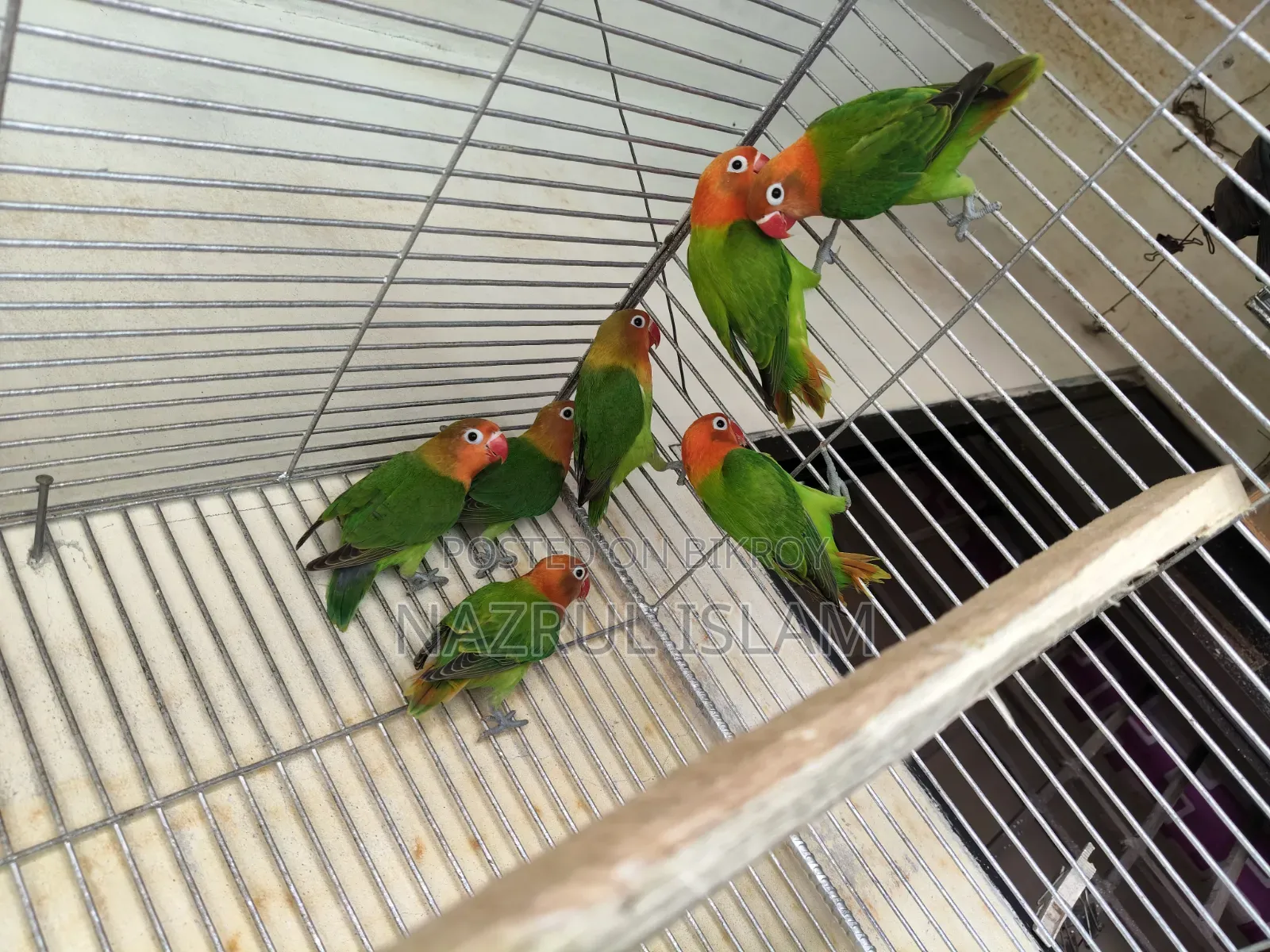 Love Bird for sale