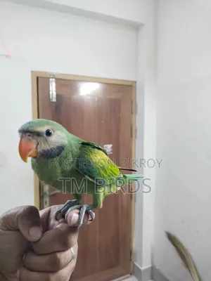 ইন্ডিয়ান রিংনেক বিক্রি