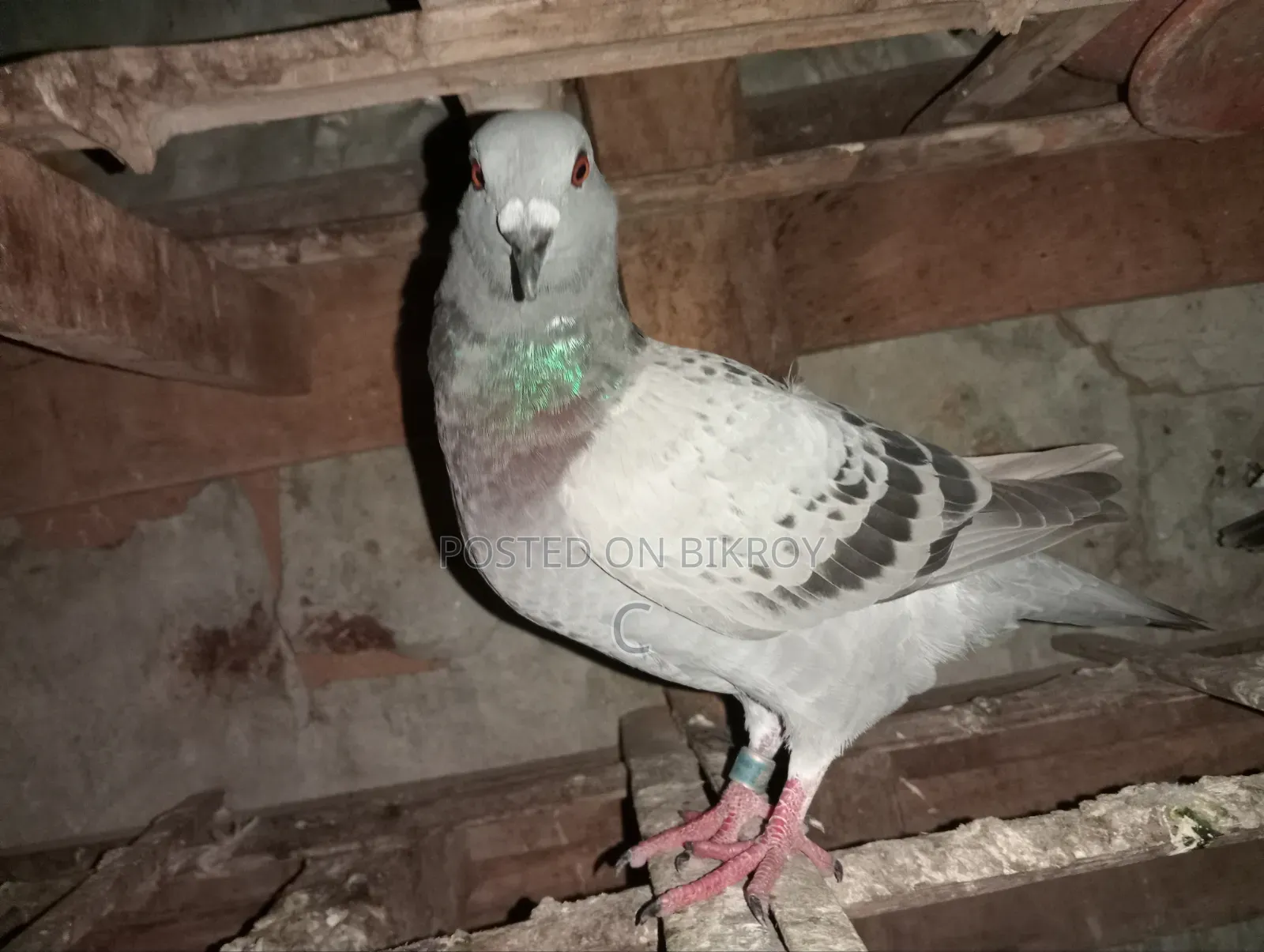 Two Racer Female Pigeons for Sale
