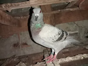 Two Racer Female Pigeons for Sale