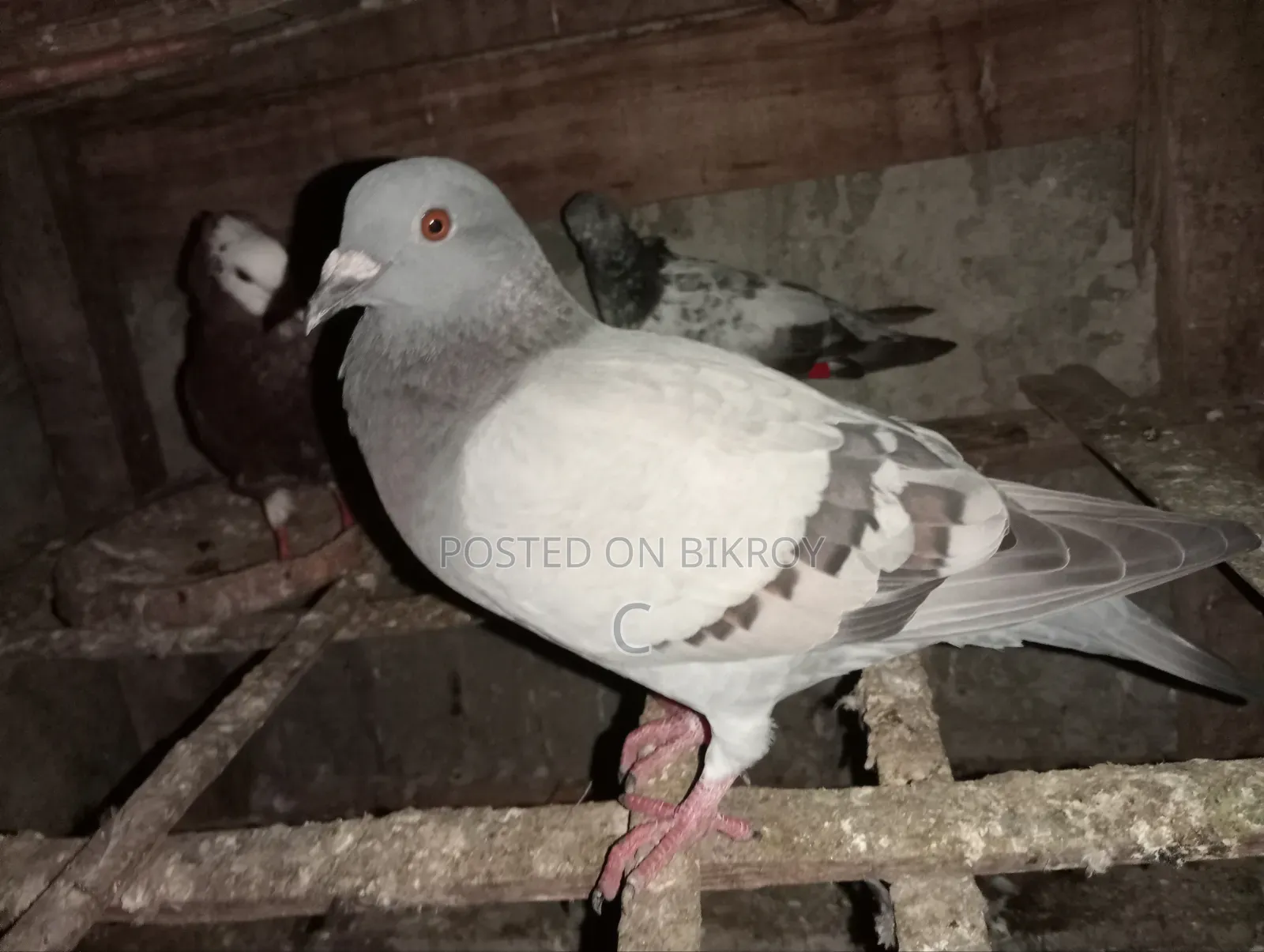 Two Racer Female Pigeons for Sale