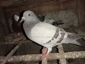 Two Racer Female Pigeons for Sale