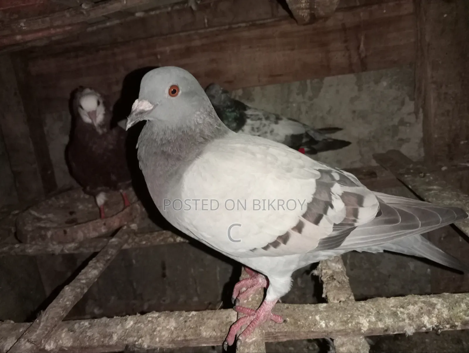 Two Racer Female Pigeons for Sale