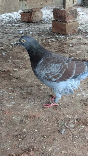 Racer Pigeon (12 pairs)