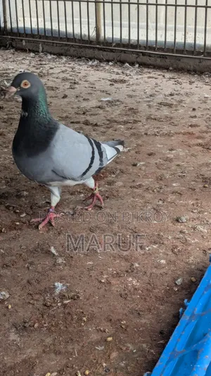 Racer Pigeon (12 pairs)