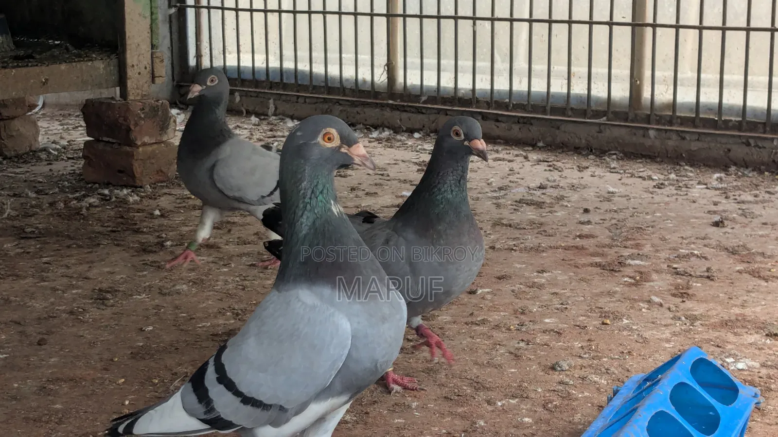 Racer Pigeon (12 pairs)